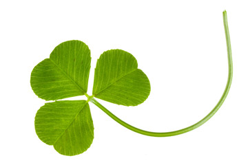 clover isolated © Farmer