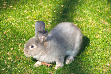 Grey rabbit on the lawn
