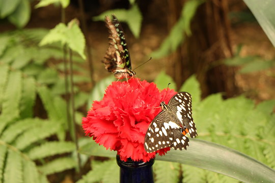 Schmetterling