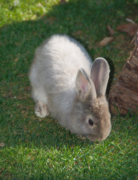 Grey rabbit on the lawn