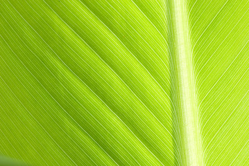 leaf