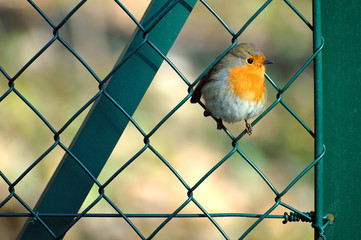 Rouge gorge familier sur un grillage