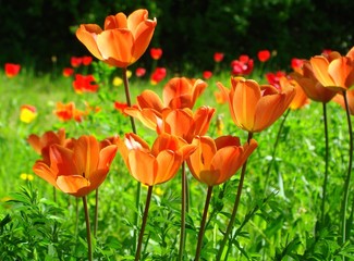 tulips-meadow