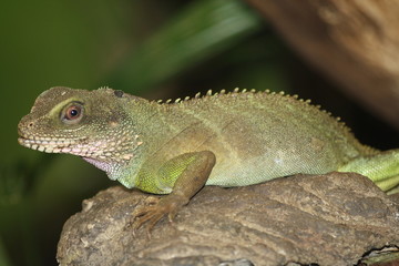 Leguan
