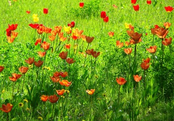 Fototapeta premium Tulips in the meadow