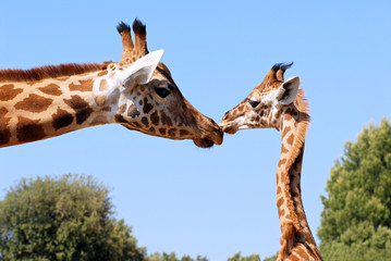 Girafon donnant un baiser à une girafe