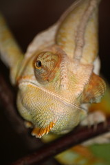 Cameleon 1
