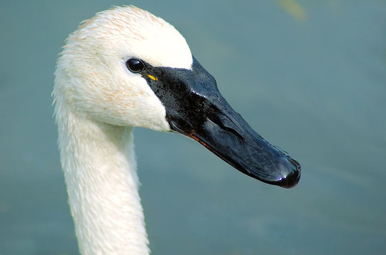Whistling swan