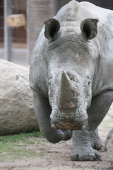 Naklejka premium Nashorn 6