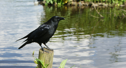 Schwarzer Rabe