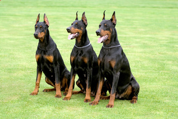 three dobermans