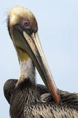 American Pelican