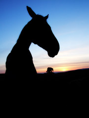 A horse in the sunset, close up