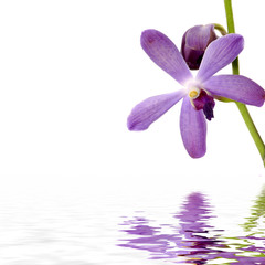 Obraz na płótnie Canvas Różowa orchidea z refleksji