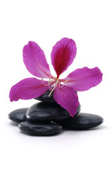 Fototapeta na wymiar Closeup of flower with black stones