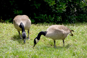 Canadian Geese