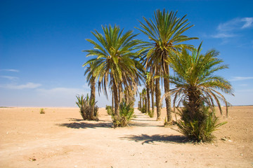Obraz na płótnie Canvas Palms in the desert | Morocco