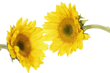 Couple of sun flower