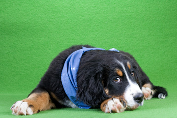 bernese dog wearing a blue shawl isolated on green
