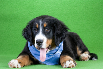bernese mountain dog wearing a blue shawl isolated on green