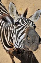 Fototapeta na wymiar Ciekawy zebra
