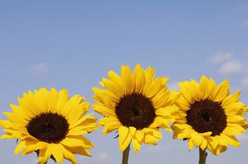 Sunflowers and the blue sky