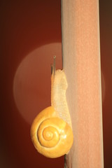 Obraz premium escargot