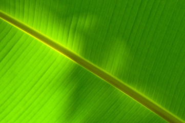 banana leaf texture