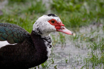 Duck