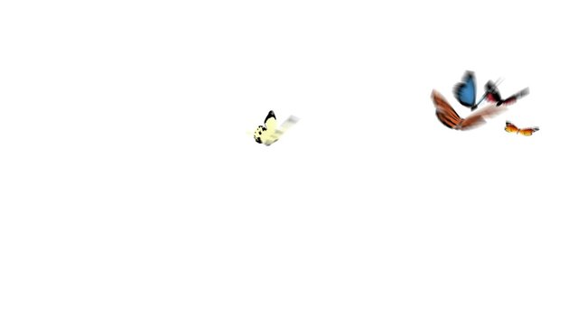 butterflies flying arround with alpha channel