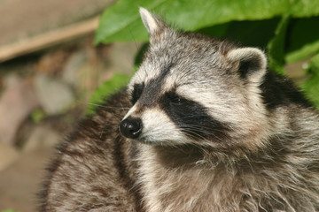 Obraz premium Racoon thinking
