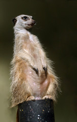 Fototapeta premium Suricate