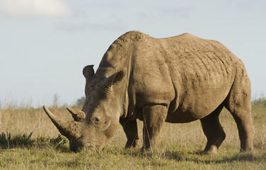 White Rhino