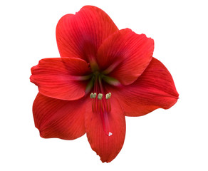 Amaryllis with Clipping Path