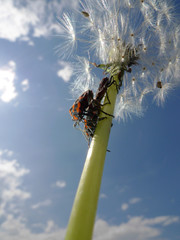 Käfer auf Pusteblume