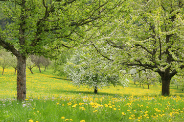 Frühlingswiese