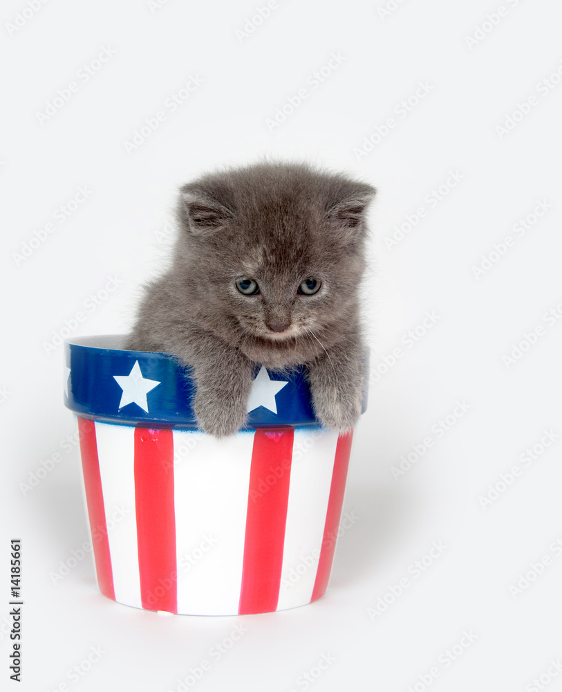 Poster Kitten in patriotic flowerpot