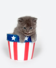 Fototapeta premium Kitten in patriotic flowerpot
