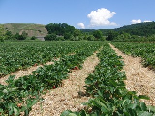 Erdbeerfeld