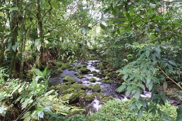 cours d'eau dans la jungle