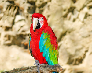 Red parrot Ara on trees