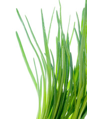 spring onion isolated