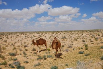 2 chameaux dans le sahara