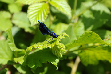 Blaufl&uuml;gel-Prachtlibelle