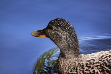 Duck on blue water