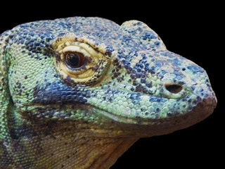 Isolated Komodo Dragon
