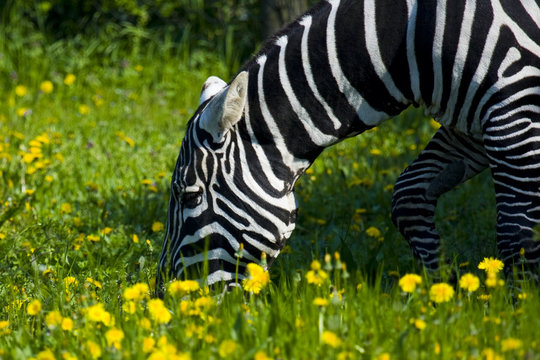 Zebra