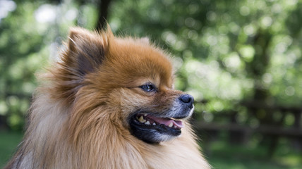 Cucciolo © Piero Gentili