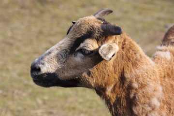 Capra