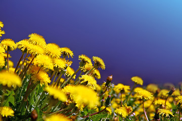 Obraz premium Meadow with yellow dandelions